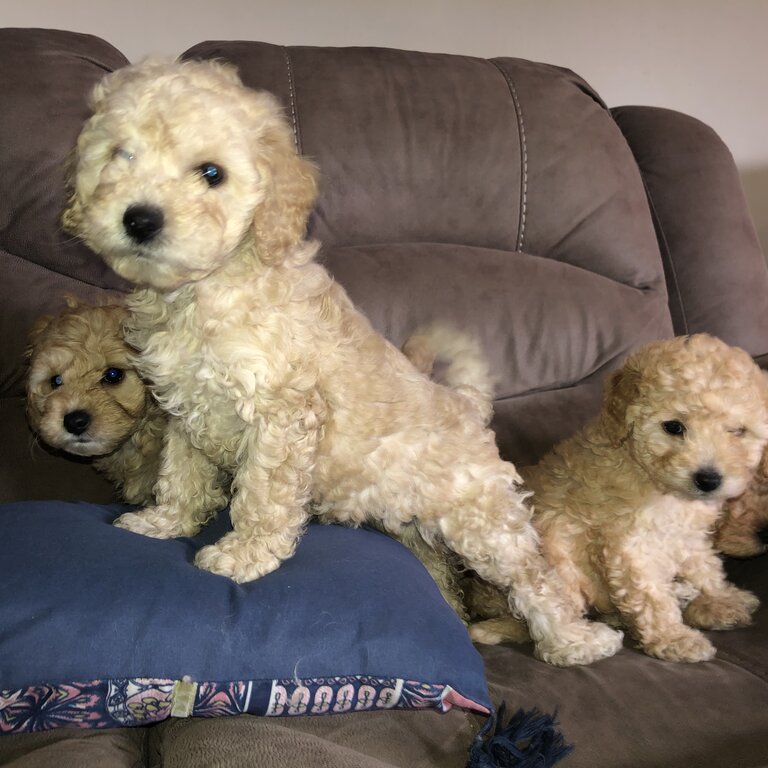 Cockapoo puppies 