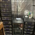 Ball python collection for sale -1