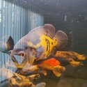 2 yr old Red bellied pacu and Oscar for rehoming-2