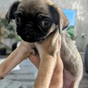 Gorgeous pug puppies -0