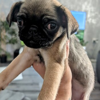 Gorgeous pug puppies 