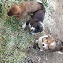 Cross terrier puppies -3