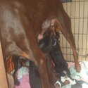 Cute Doberman Puppies 8 weeks old looking for new forever home-3