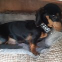 Gorgeous Male Minidachshund 9 months old in Harlow Essex-3