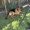 German Shepherd Male Puppy for Sale-2