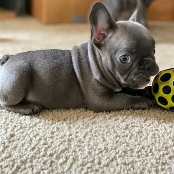 Well Trained French Bulldog Puppies