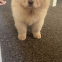 Gorgeous Chow Chow pup for sale -1