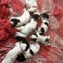 Sprocker puppies for sale -4