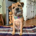 Stunning female Border terrier looking for a new home-1