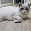 Urgent Pure Breed Ragdoll for sale-3