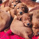 Red setter pups -0