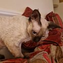 Beautiful Seal Point Devon Rex Girl Available -2