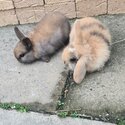 Rabbits for sale -3