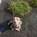 11 month female American bulldog cross Spaniel -2