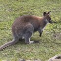 Friendly female wallaby for sale-1