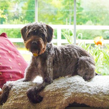 Male, Chocolate Brown- Labradoodle