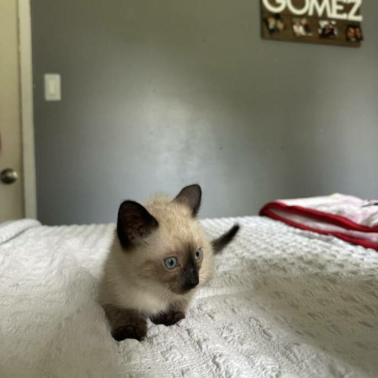 I have 5 siamese kittens that are ready for pick up!