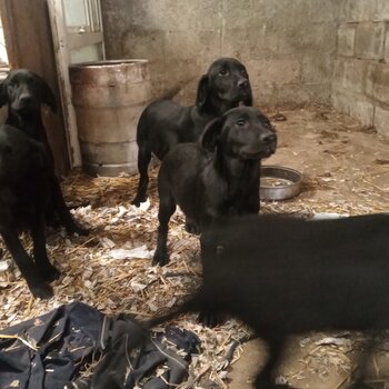 Black Labrador Pups 