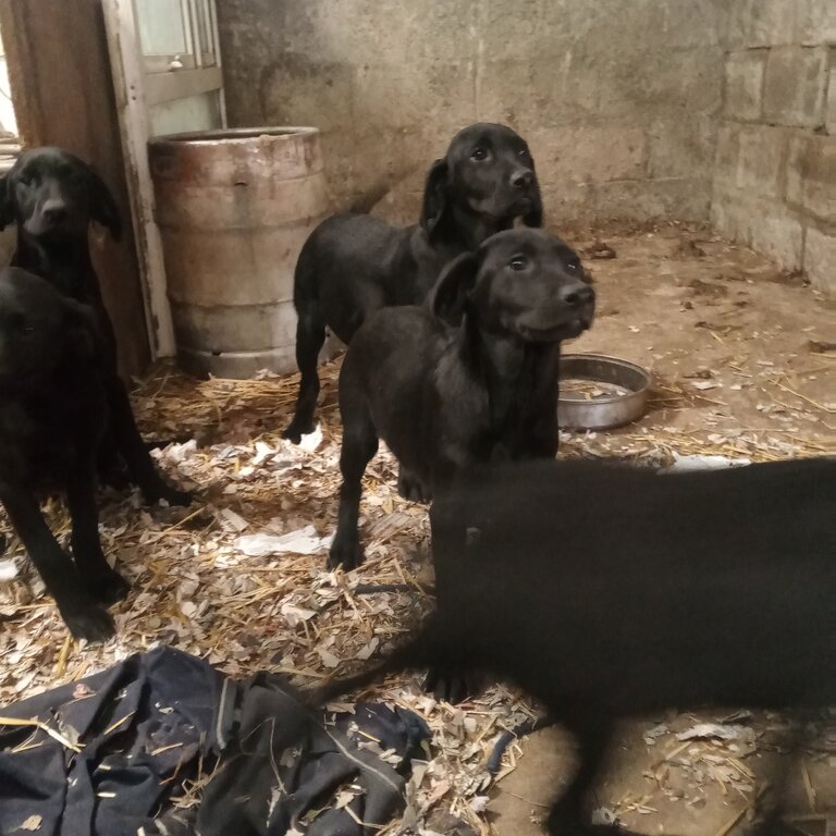 Black Labrador Pups 