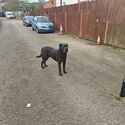 cane corso -3