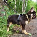 Visual fluffy french bulldog boy chocolate tan  fully KC-0