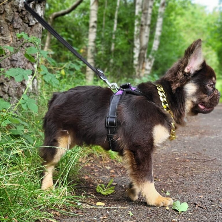 Visual fluffy french bulldog boy chocolate tan  fully KC