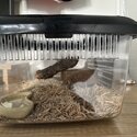 Cornsnake and terrarium -4