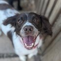 Bella 3 Yr old English springer spaniel  needs rehoming-2