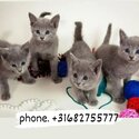 Russian blue kittens. Beauties of sable and lilac colors-1