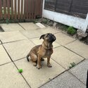 4 month old cane corso, english bulldog mixed-0