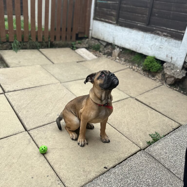 4 month old cane corso, english bulldog mixed