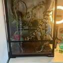 Crested gecko with terrarium and accessories -2