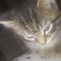 Siberian kitten. Need gone-4