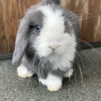 Mini lop babies 