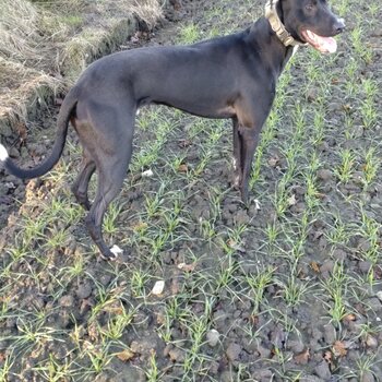 Greyhound lurcher 