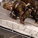 miniature imperial shih-tzu puppies -2