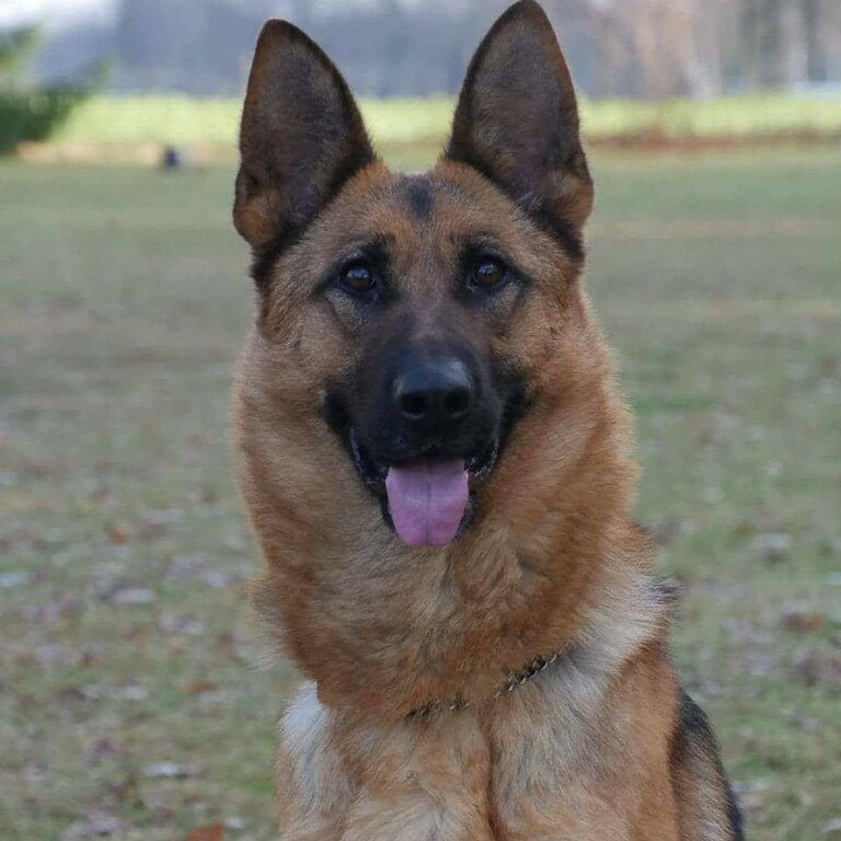 German shepherd female dog