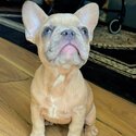 French bulldog female for a loving home-3