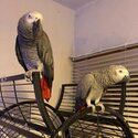 Super Tame African Grey Parrots-2