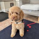 8 month old cockapoo-0