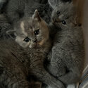 Blue British shorthair kittens-1