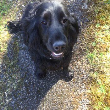 Black male cocker looking for new home