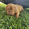 PURE BRED DOGUE DE BORDEAUX (FRENCH MASTIFF)EXPRESSION OF INTERESTS-3