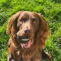 Purebred, friendly, intelligent Cocker Spaniel for a good family-1