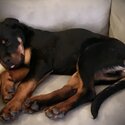 Male Rottweiler Pup-1