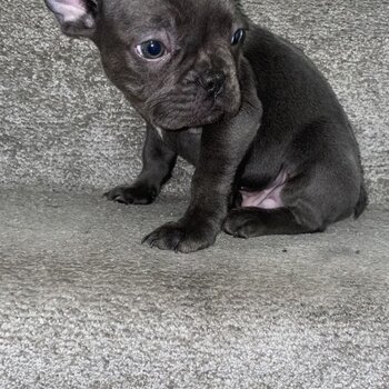 French Bulldog Puppies