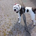 Reggie he's loving friendly very good with kids and dogs looking for a new home-3