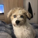 Maltese,Collie mix-2