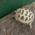 A two year old baby Horsefield tortoise available -3