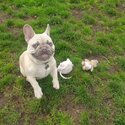 French bulldog -3